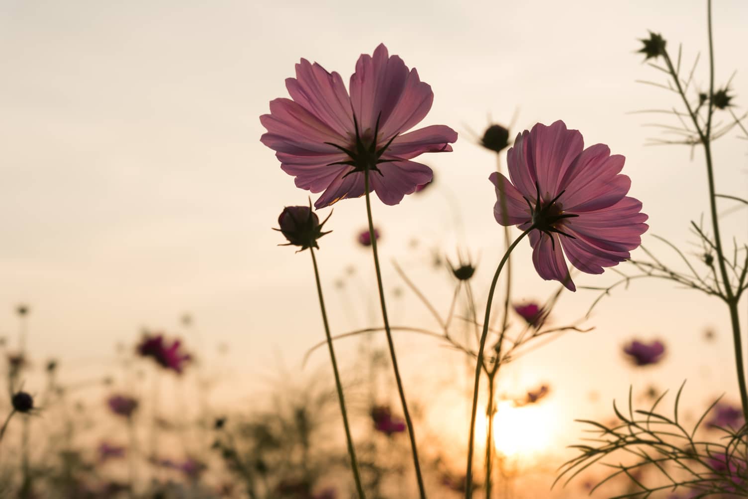 silhouette-pink-cosmos-flowers-in-garden